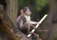 baby mangabey stok 3