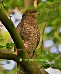 buizerd 1