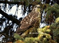 buizerd jong 1