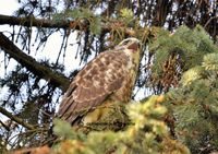 buizerd jong 3