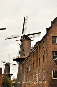 De Walvisch molen