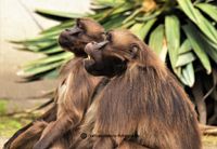 Gelada theekransje