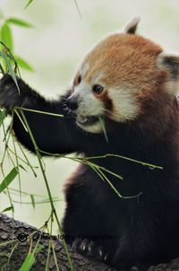 kleine panda lunch 2