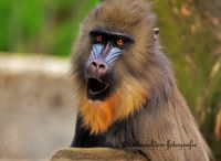 mandrill 2