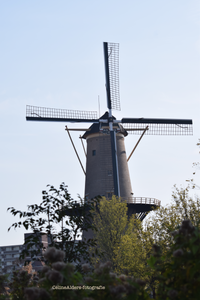 Molen Schiedam 1