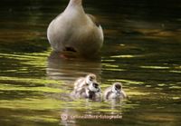 nijlgans familie 5