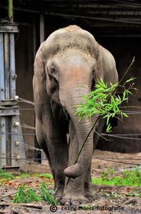 olifant brengt bloemetje 2