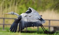 reiger stijgt op 2