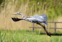 reiger stijgt op 3