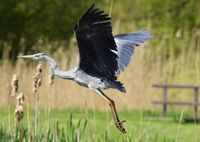 reiger landing 1