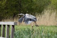 reiger landing 2