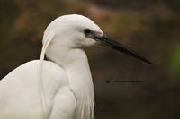 witte reiger