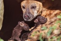 Hyena pups 1 week oud