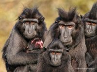 Kuifmakaak familie met pasgeborene 1