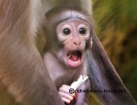 witkruinmangabey baby Add Watermark_2021_08_31_09_14_40