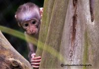 witkruinmankabey baby Add Watermark_2021_08_31_09_21_17 (2)