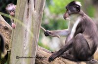 witkruinmankabey baby Add Watermark_2021_08_31_09_21_17