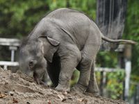 Maxi speelt in zand 3