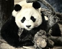 Reuzenpanda 3